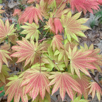Thumbnail for Acer shirasawanum 'Moonrise' Full Moon Japanese Maple (Pre-Order) - Maple Ridge Nursery