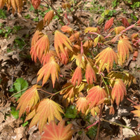 Thumbnail for Acer shirasawanum 'Moonrise' Full Moon Japanese Maple (Pre-Order) - Maple Ridge Nursery