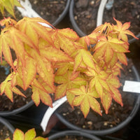 Thumbnail for Acer shirasawanum 'Sunny' Full Moon Japanese Maple - Maple Ridge Nursery