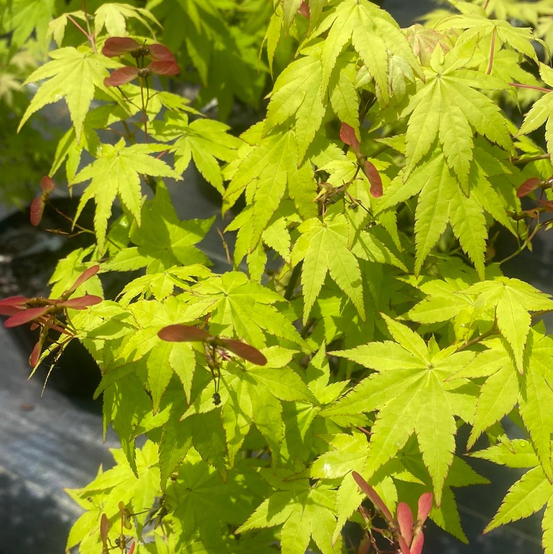 Acer shirasawanum 'Sunny' Full Moon Japanese Maple - Maple Ridge Nursery