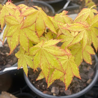 Thumbnail for Acer shirasawanum 'Sunny' Full Moon Japanese Maple - Maple Ridge Nursery