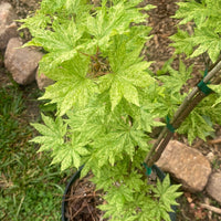 Thumbnail for Acer sieboldianum 'Kumoi nishiki' Variegated Japanese Maple (Pre-Order) - Maple Ridge Nursery
