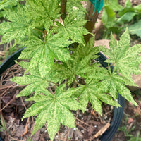 Thumbnail for Acer sieboldianum 'Kumoi nishiki' Variegated Japanese Maple (Pre-Order) - Maple Ridge Nursery