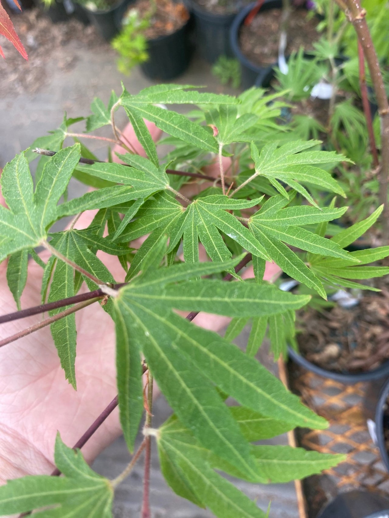 Acer sieboldianum 'Shoryu no tsume' Dragon Claw Japanese Maple - Maple Ridge Nursery
