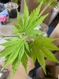 Thumbnail for Acer x pseudosieboldianum 'Arctic Jade' - Maple Ridge Nursery