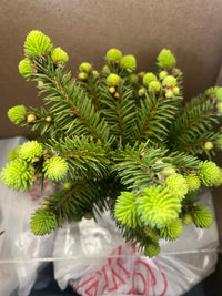 Thumbnail for Picea abies 'Little Gem' Dwarf Norway Spruce - Maple Ridge Nursery