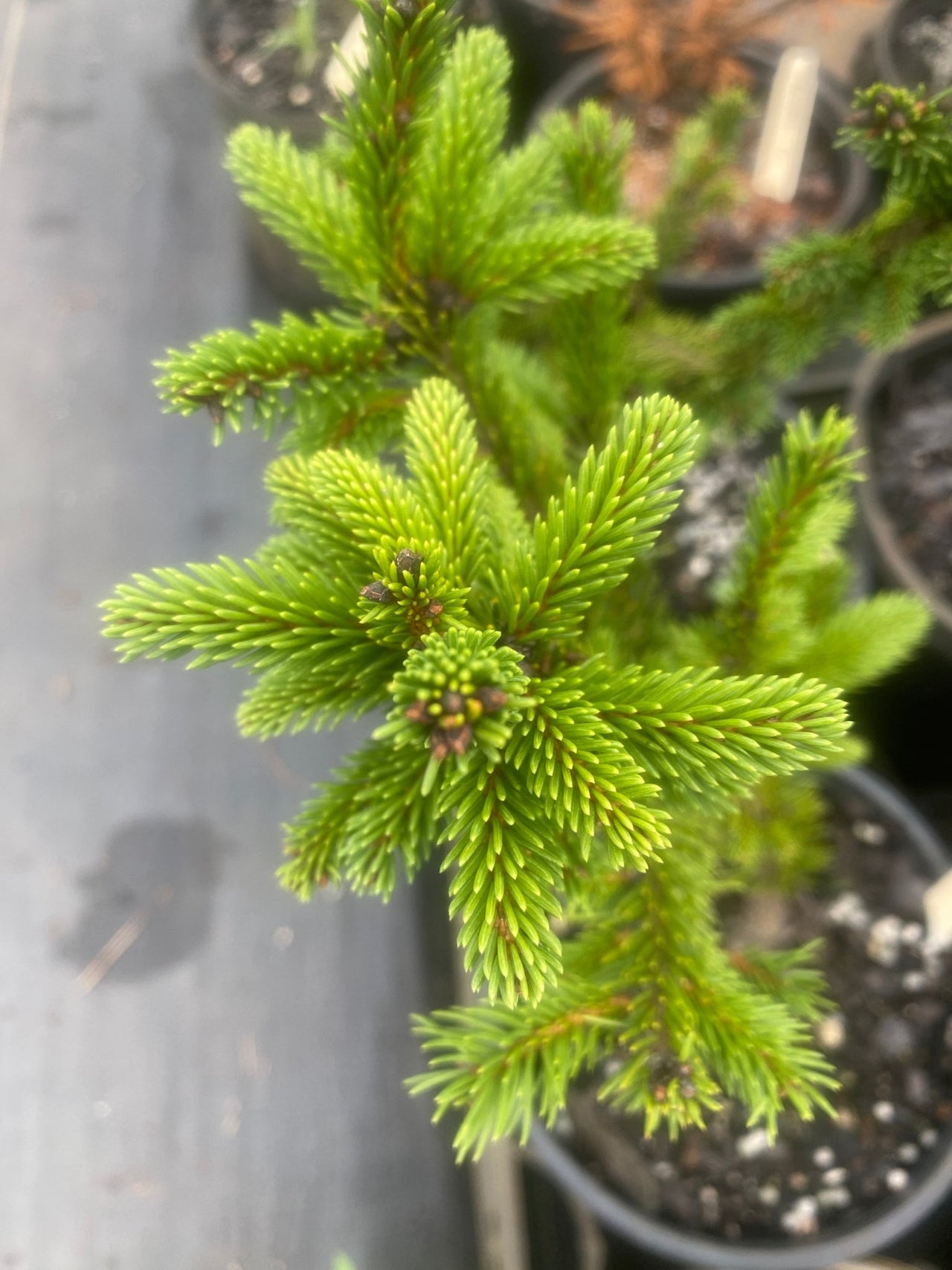 Picea abies 'Mucronata' Norway Spruce - Maple Ridge Nursery