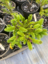 Thumbnail for Picea abies 'Mucronata' Norway Spruce - Maple Ridge Nursery