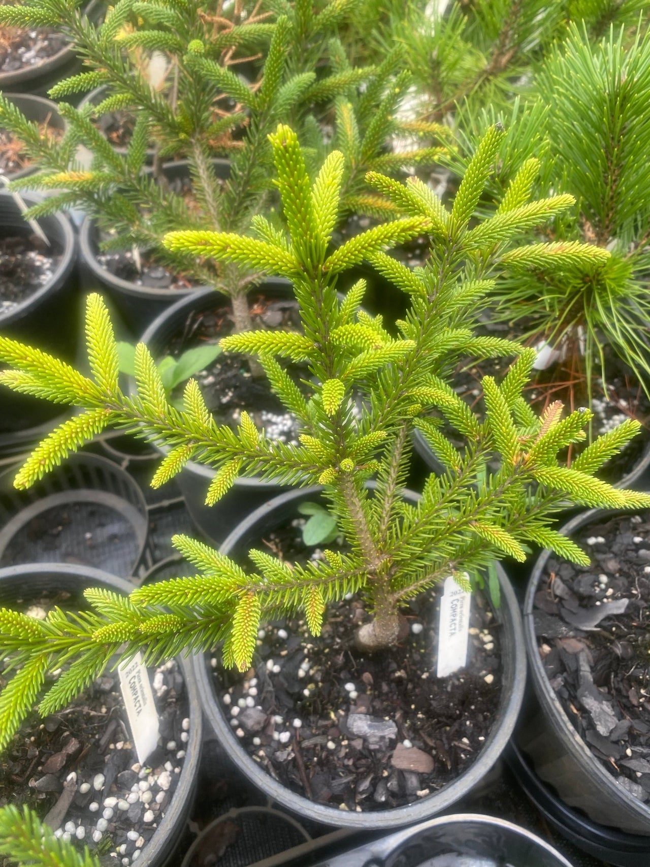Picea orientals 'Compacta' Dwarf Norway Spruce - Maple Ridge Nursery