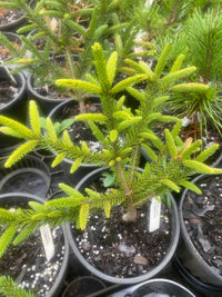 Thumbnail for Picea orientals 'Compacta' Dwarf Norway Spruce - Maple Ridge Nursery