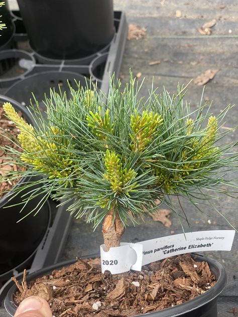 Pinus parviflora 'Catherine Elizabeth' Dwarf Japanese White Pine - Maple Ridge Nursery