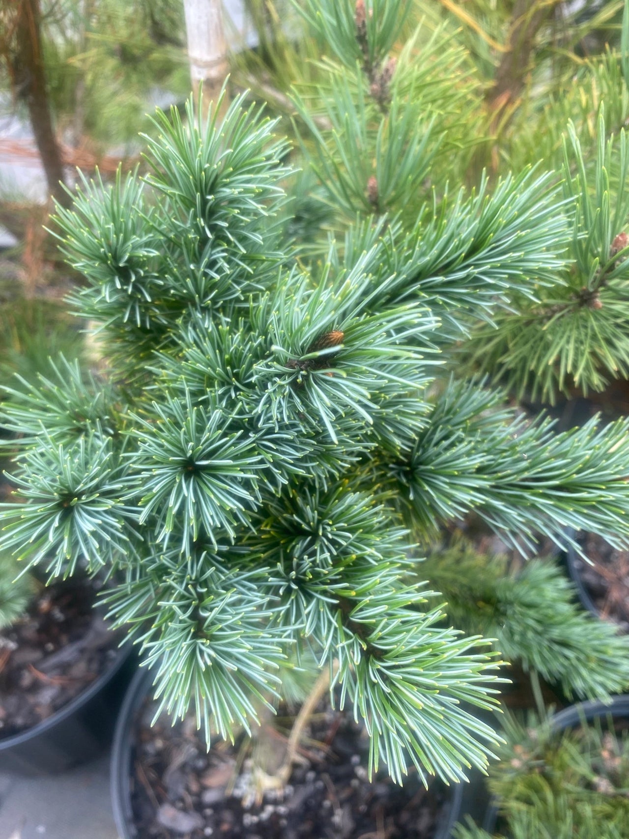 Pinus parviflora 'Negeshi' Japanese White Pine - Maple Ridge Nursery