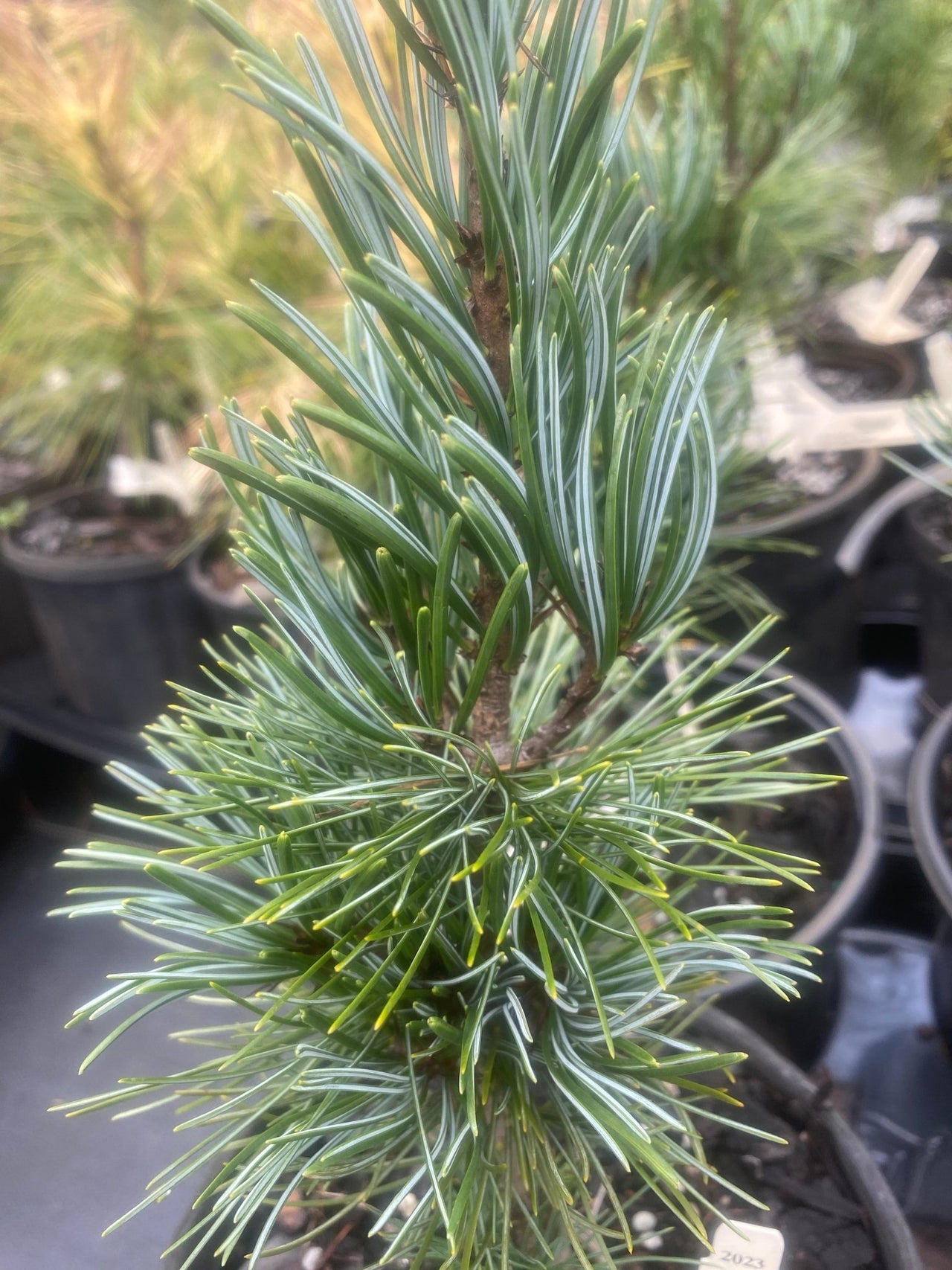 Pinus parviflora 'Negeshi' Japanese White Pine - Maple Ridge Nursery