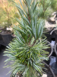 Thumbnail for Pinus parviflora 'Negeshi' Japanese White Pine - Maple Ridge Nursery