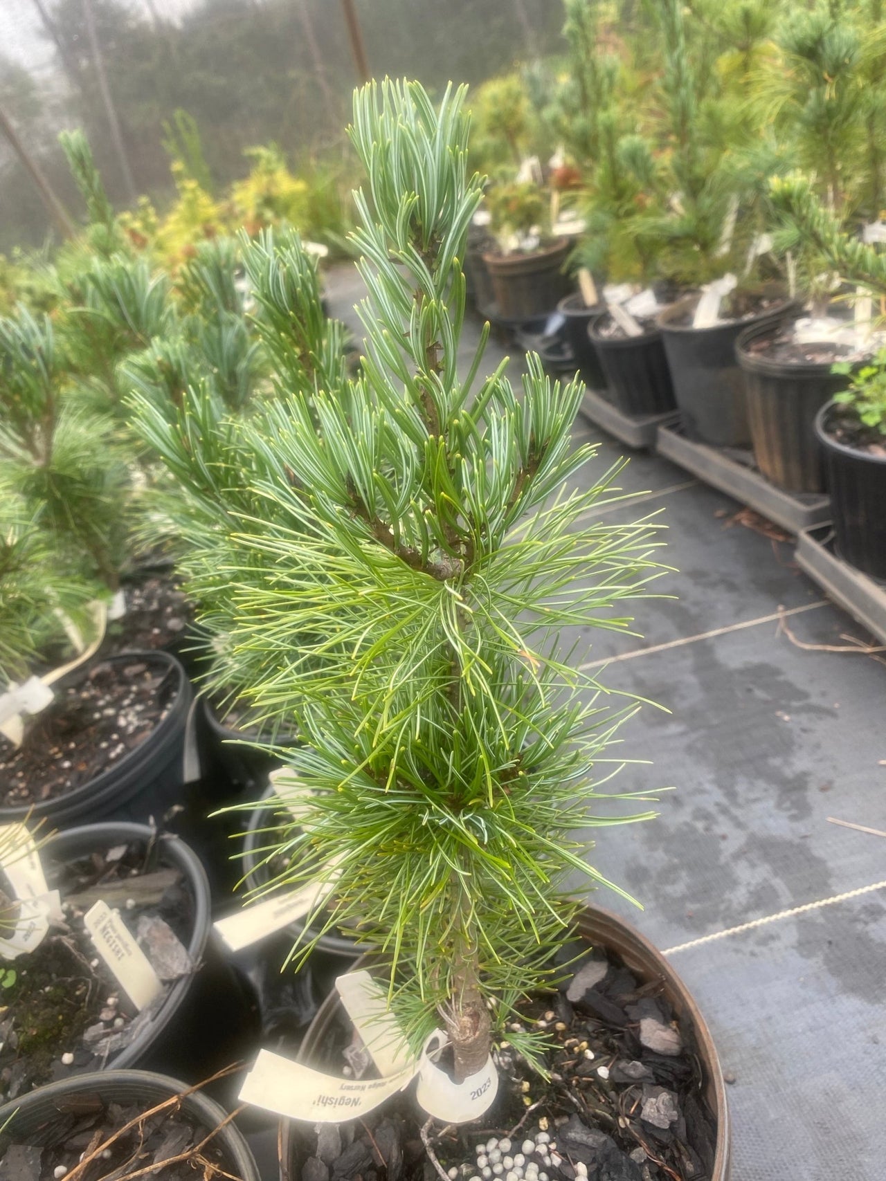 Pinus parviflora 'Negeshi' Japanese White Pine - Maple Ridge Nursery