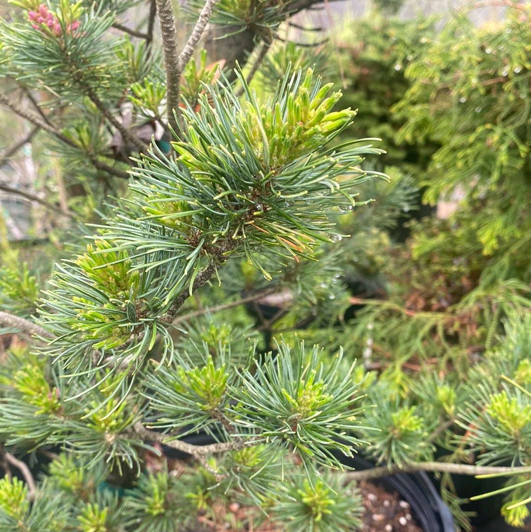 Pinus parviflora 'Tamina no yuki' - Maple Ridge Nursery