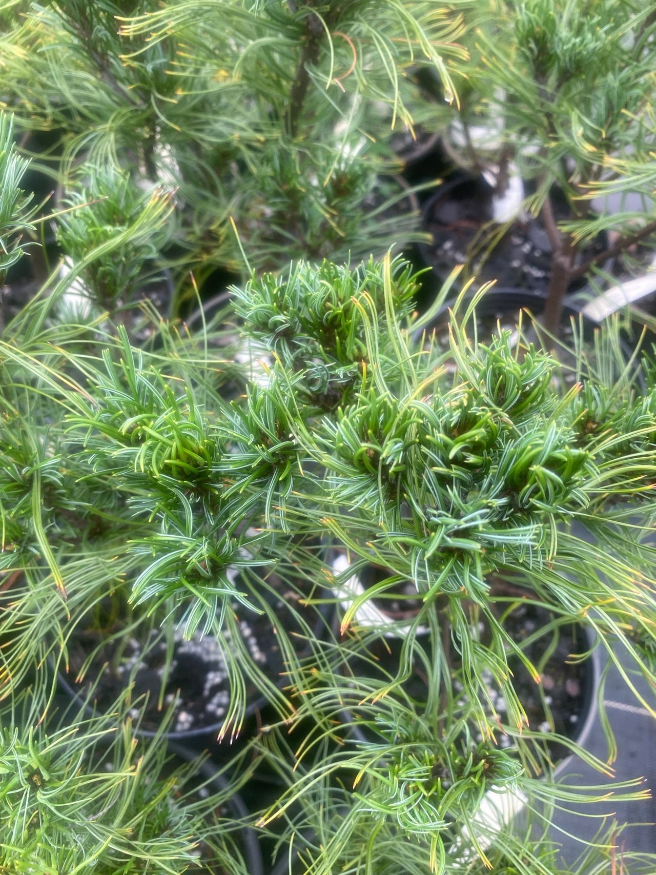 Pinus strobus 'Vercurve' Twisted Eastern White Pine - Maple Ridge Nursery