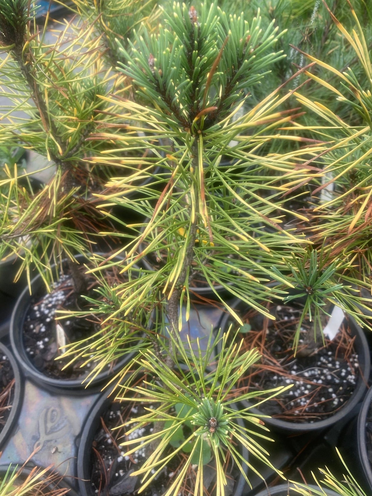 Pinus sylvestris 'Nesbit Gold' Golden Scotch Pine - Maple Ridge Nursery