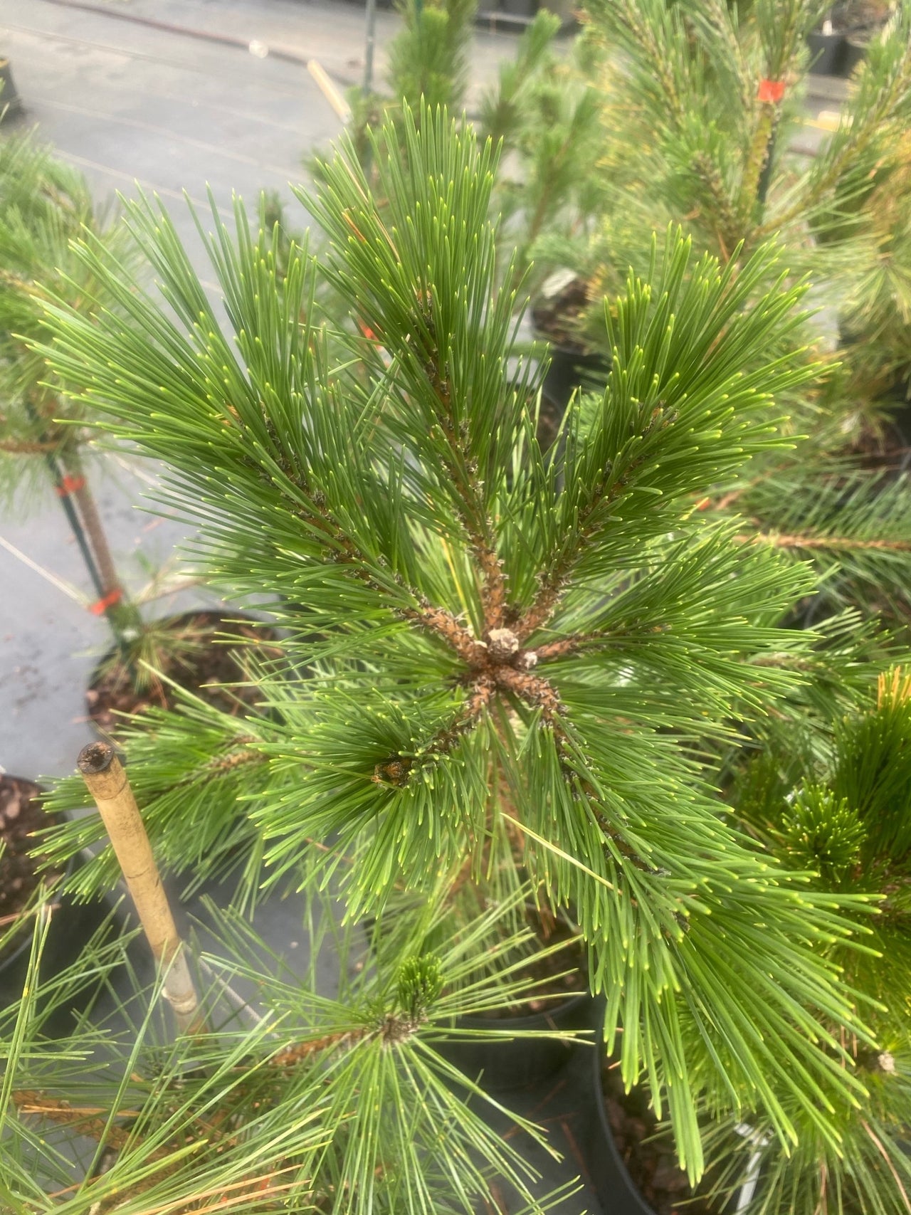 Pinus thunbergii 'Gan seki sho yatsabusa' Japanese Black Pine - Maple Ridge Nursery