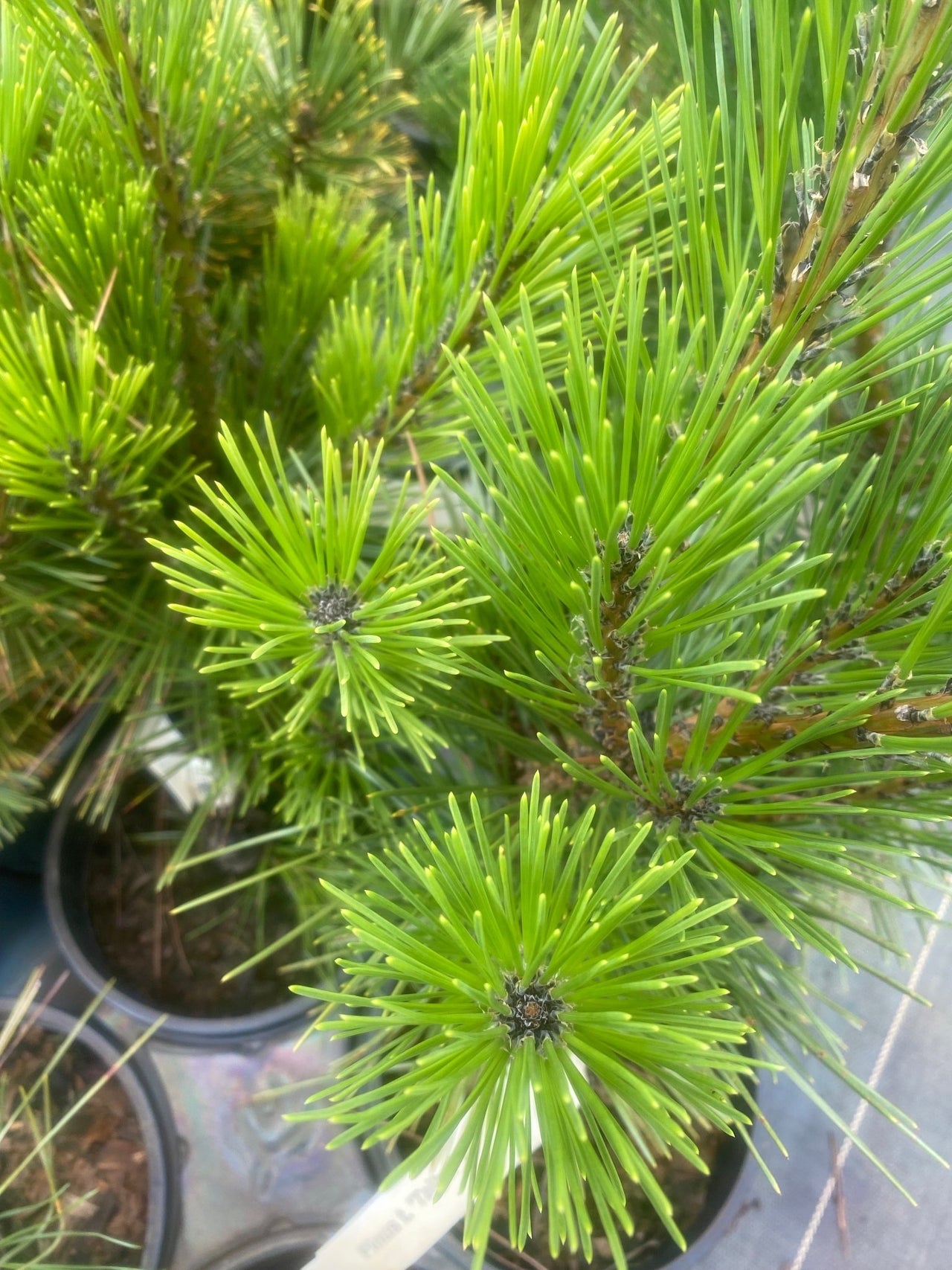 Pinus thunbergii 'Taihei' Japanese Black Pine - Maple Ridge Nursery