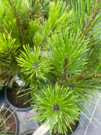 Thumbnail for Pinus thunbergii 'Taihei' Japanese Black Pine - Maple Ridge Nursery