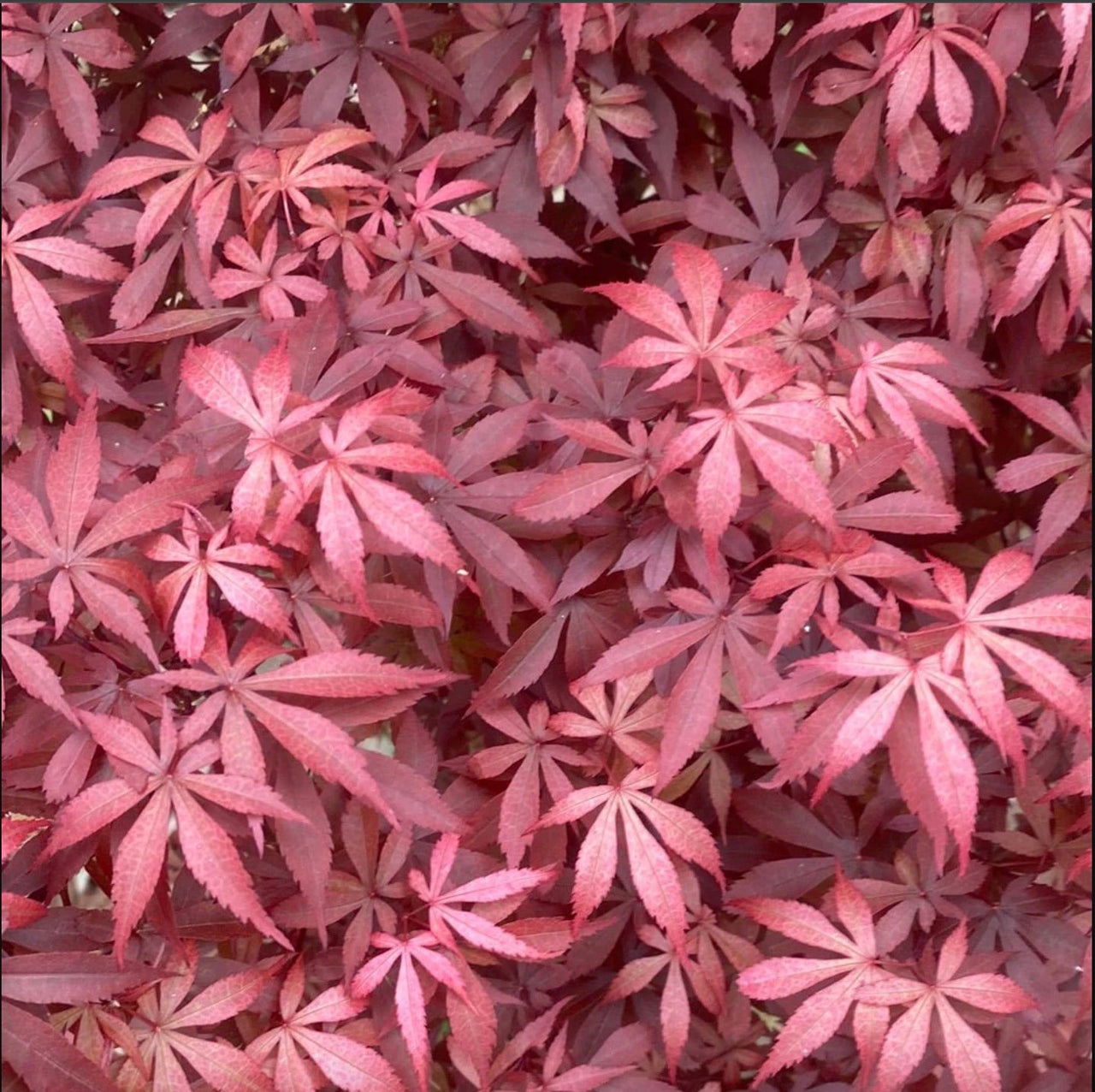 Valentine's Day Mystery Tree - Maple Ridge Nursery