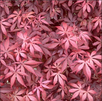 Thumbnail for Valentine's Day Mystery Tree - Maple Ridge Nursery