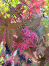 Thumbnail for Acer palmatum 'Noel' Variegated Corallinum Japanese Maple