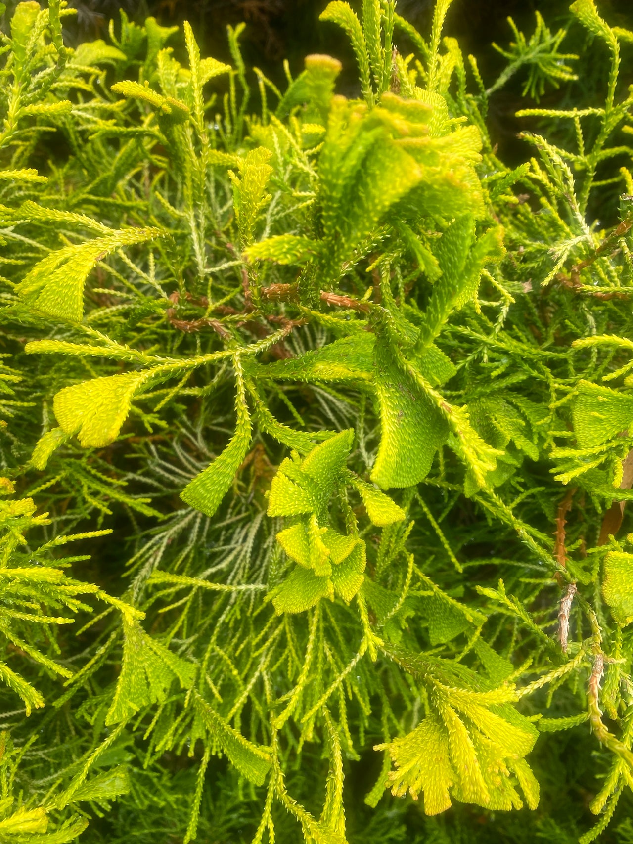 Chamaecyparis obtusa 'Golden Whorl'