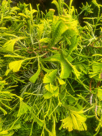 Thumbnail for Chamaecyparis obtusa 'Golden Whorl'
