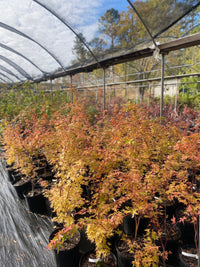 Thumbnail for Coral Bark Japanese Maple Bundle