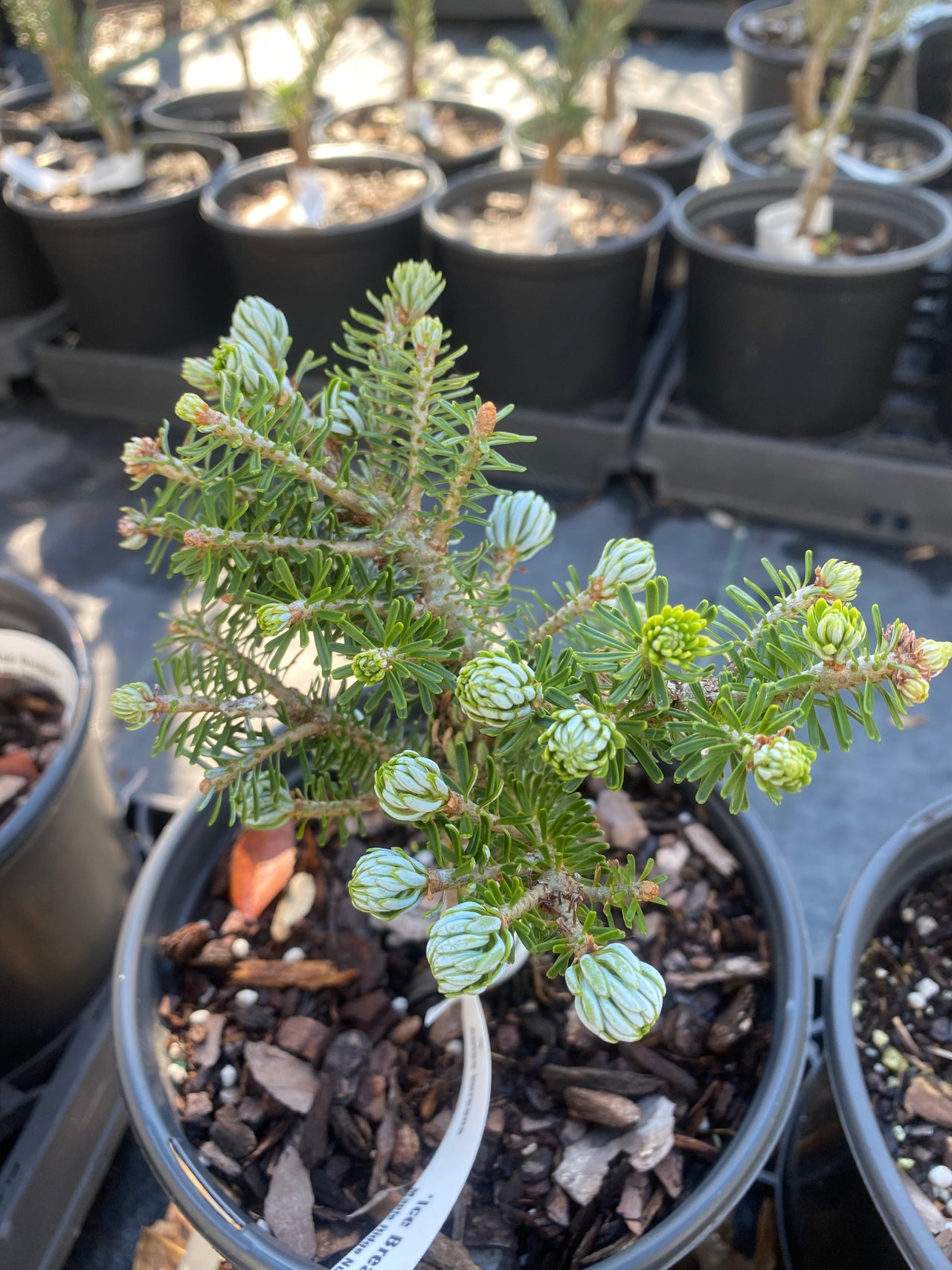 Abies koreana 'Kohouts Ice Breaker' Dwarf Korean Fir