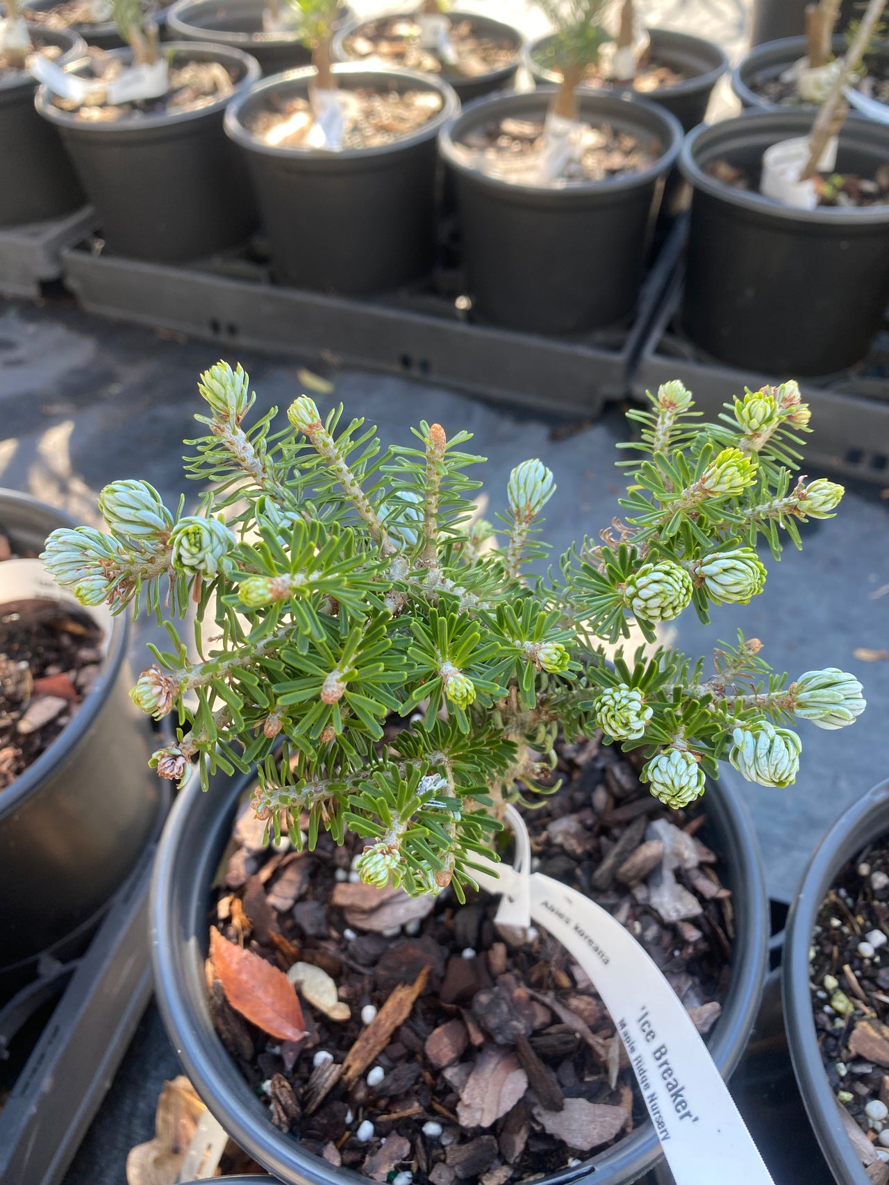 Abies koreana 'Kohouts Ice Breaker' Dwarf Korean Fir