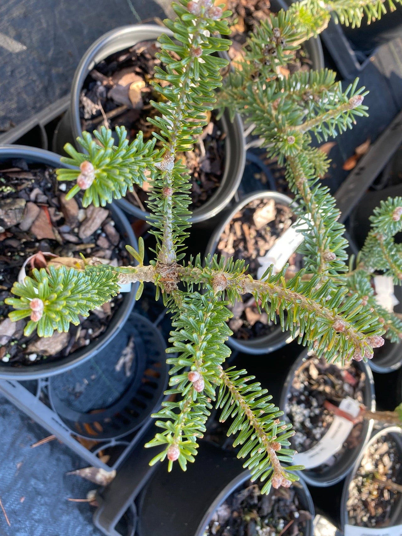 Abies koreana 'Blue Magic' - Maple Ridge Nursery