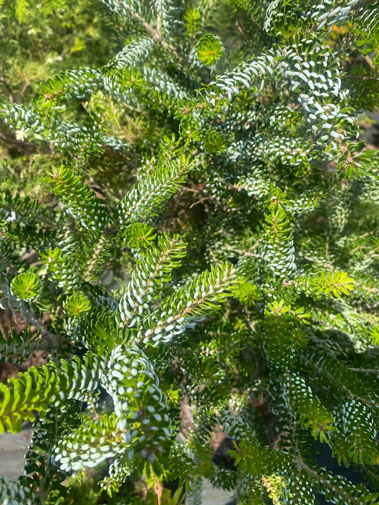 Abies koreana 'Horstmann's Silberlocke' - mapleridgenursery