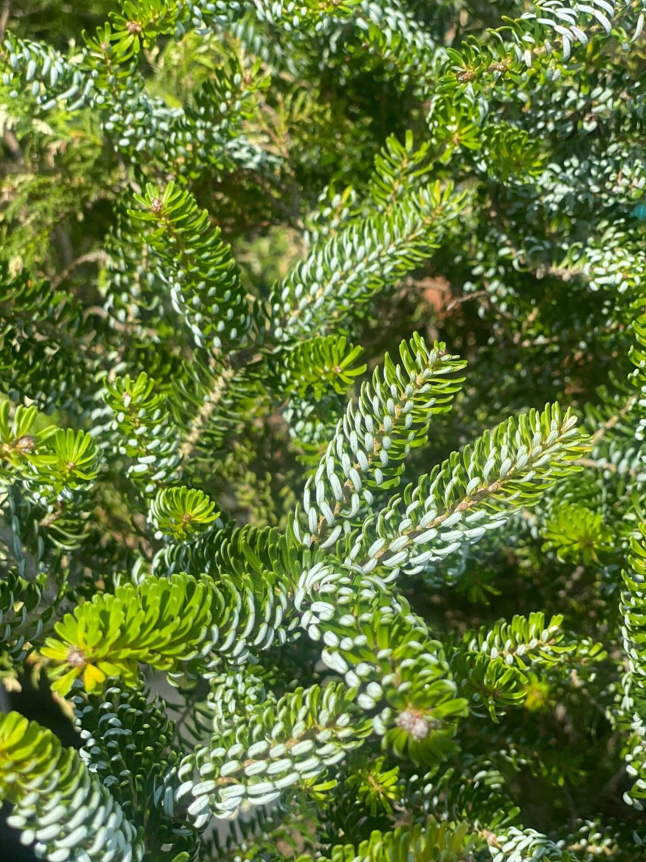 Abies koreana 'Horstmann's Silberlocke' - mapleridgenursery