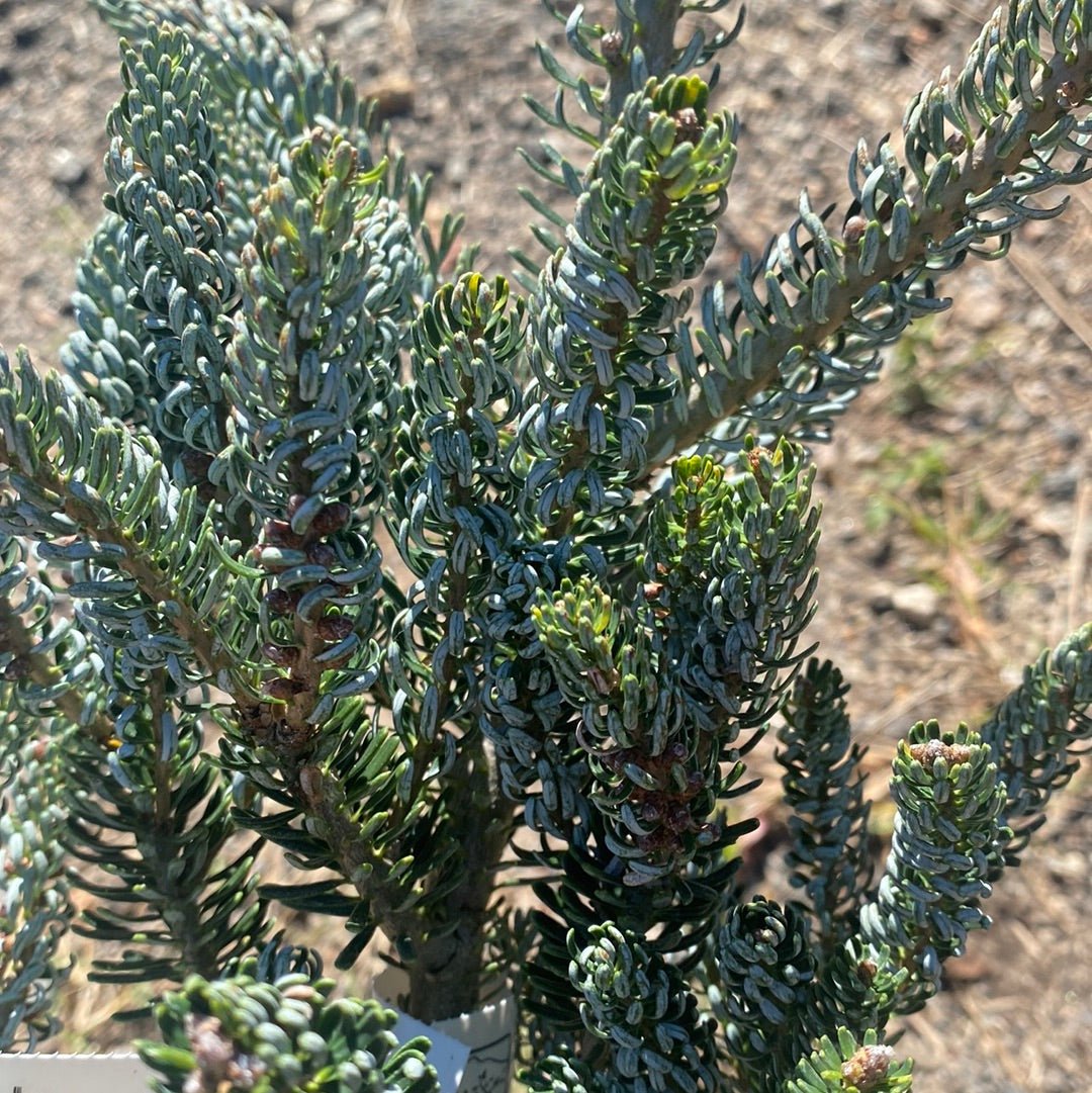 Abies koreana 'Horstmann's Silberlocke' Korean Fir - Maple Ridge Nursery