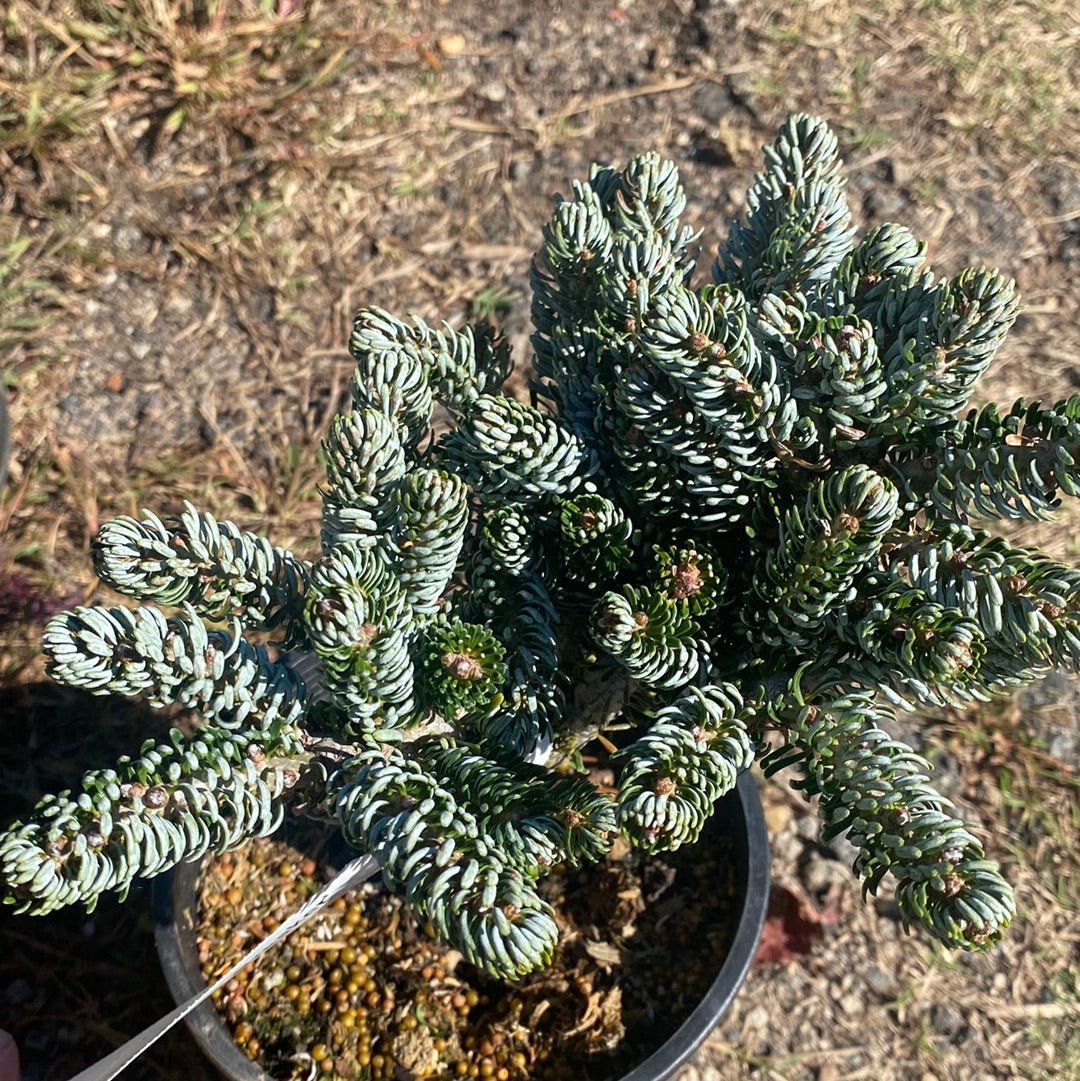 Abies koreana 'Kohouts Ice Breaker' Dwarf Korean Fir - Maple Ridge Nursery