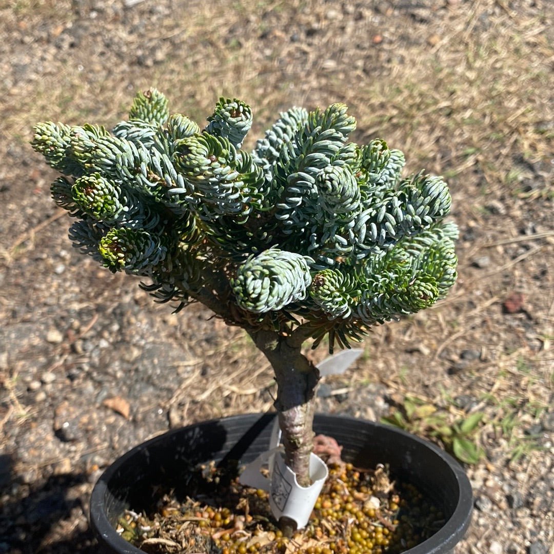 Abies koreana 'Kohouts Ice Breaker' Dwarf Korean Fir - Maple Ridge Nursery