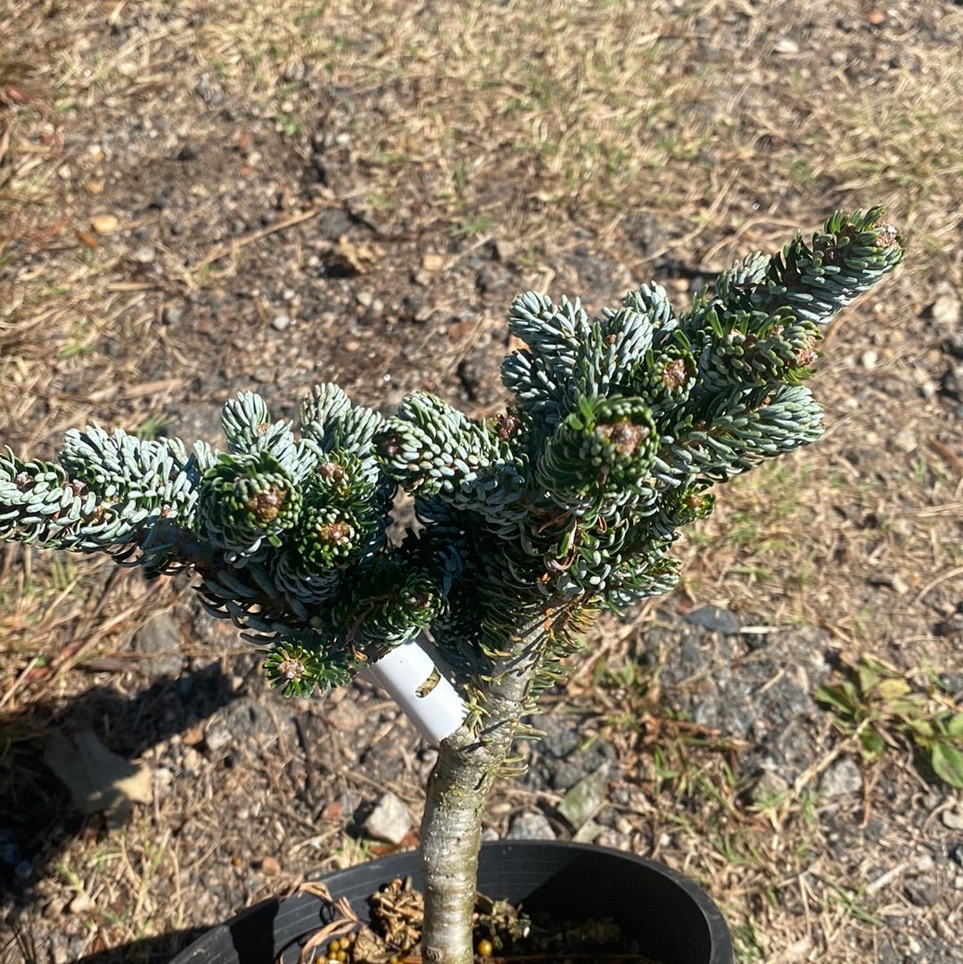 Abies koreana 'Kohouts Ice Breaker' Dwarf Korean Fir - Maple Ridge Nursery