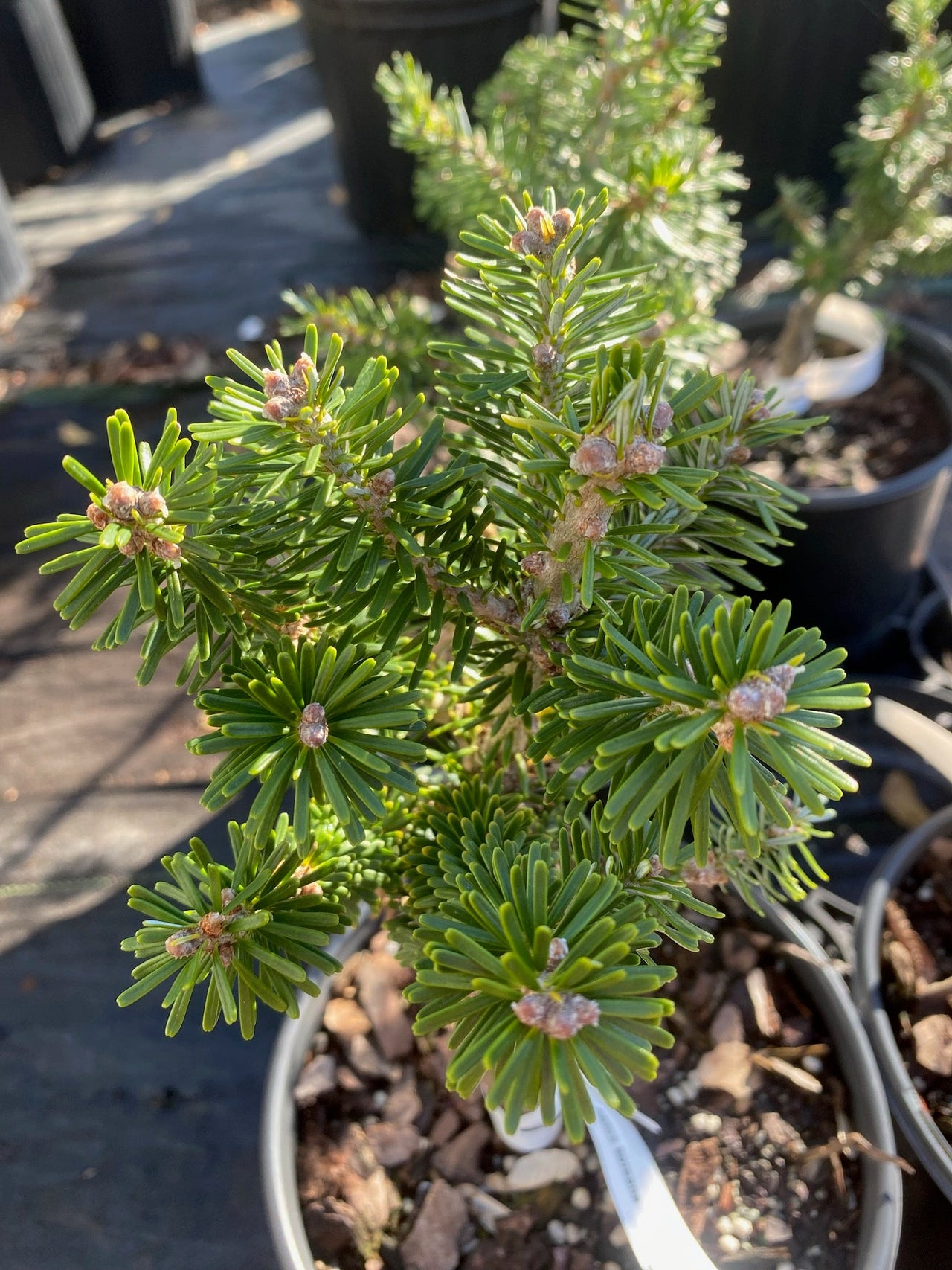 Abies koreana 'Lippetal' - Maple Ridge Nursery