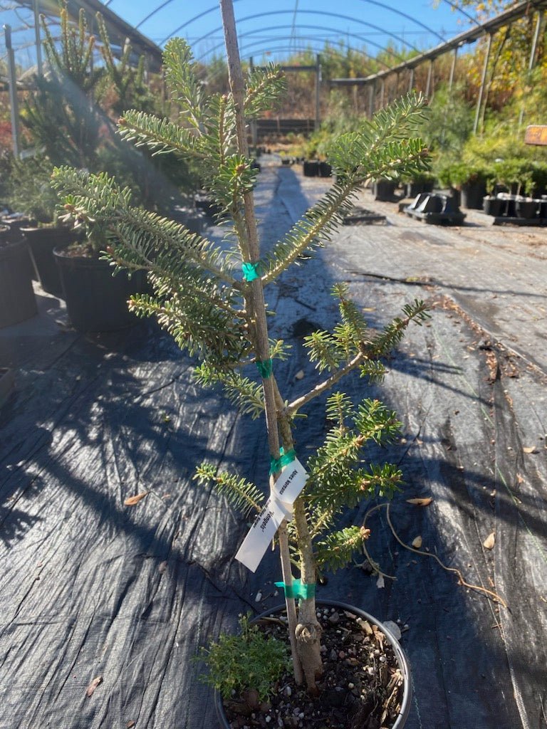 Abies koreana 'Vengels' - Maple Ridge Nursery