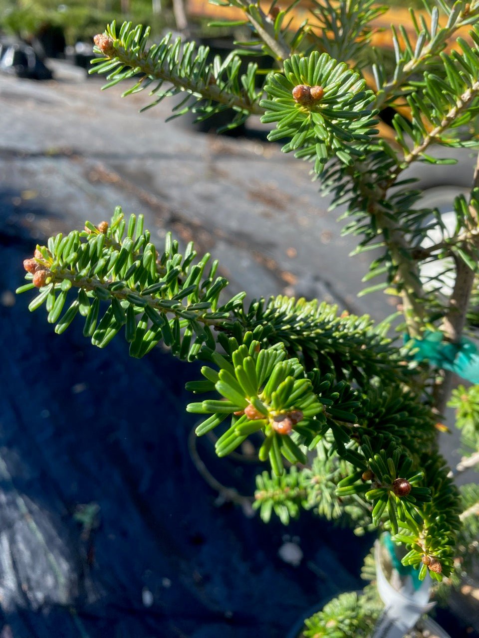 Abies koreana 'Vengels' - Maple Ridge Nursery