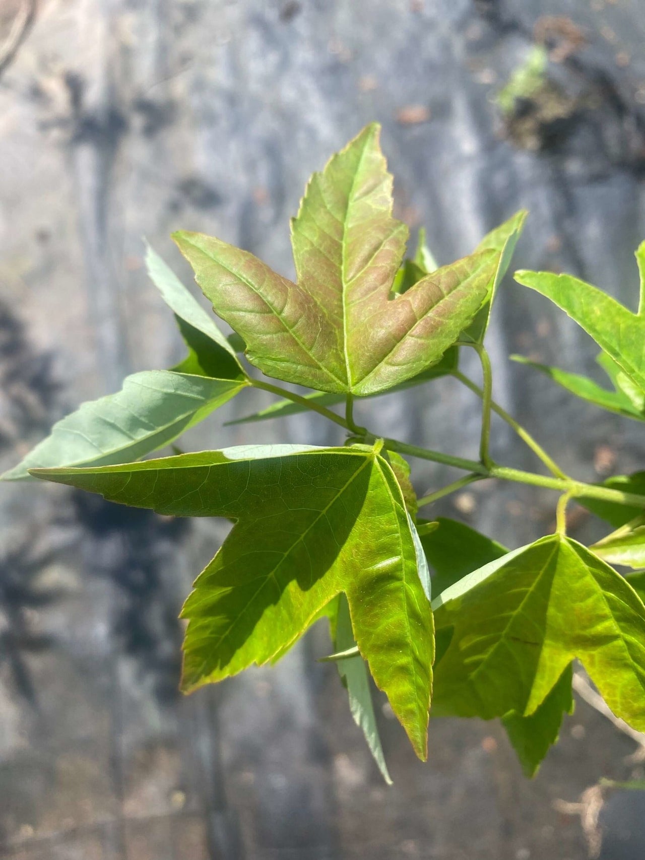 Acer beurgerianum 'Angyo Weeping - mapleridgenursery