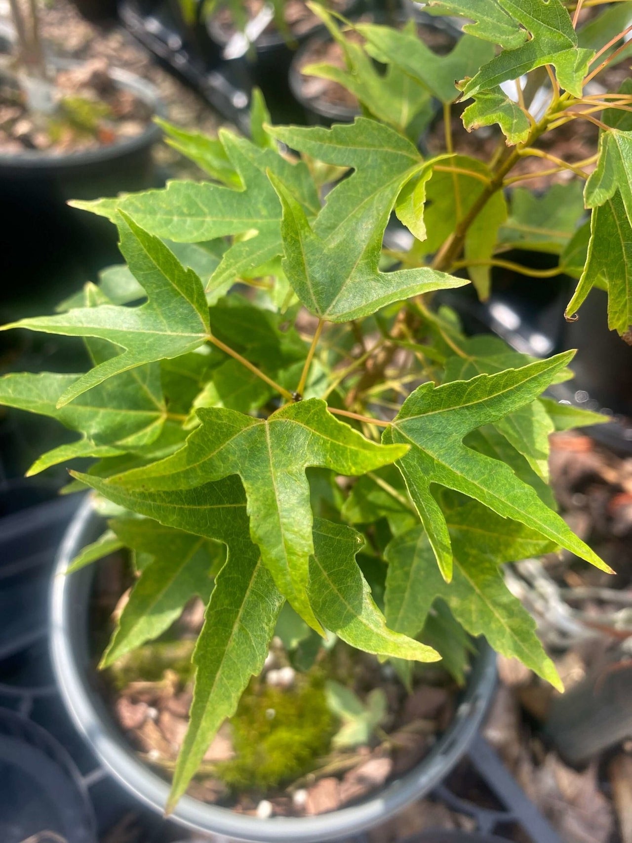 Acer buergerianum 'Bling-Bling' - mapleridgenursery