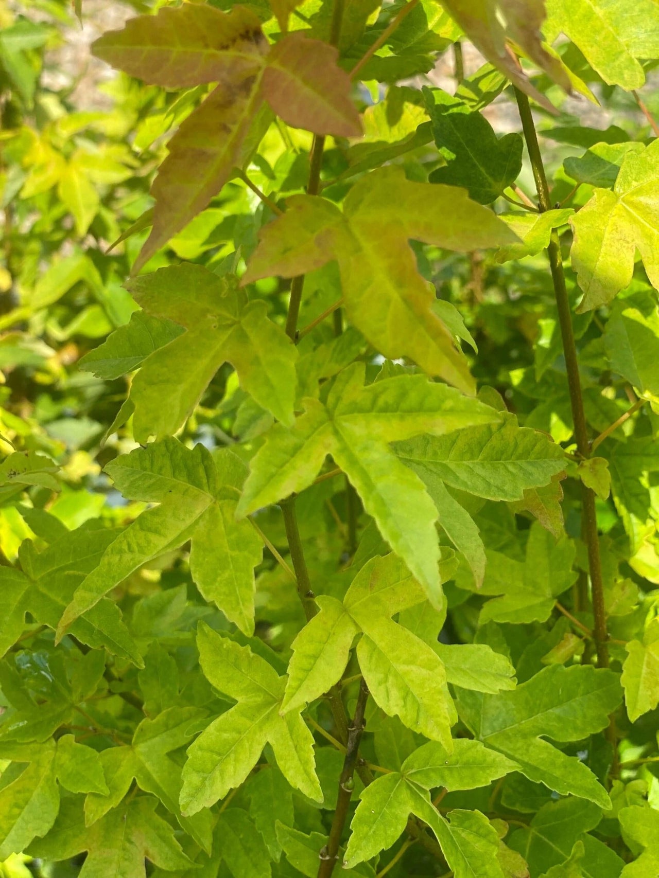 Acer buergerianum 'Michael Steinhardt' - mapleridgenursery