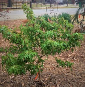 Acer buergerianum 'Mino yatsabusa' - mapleridgenursery