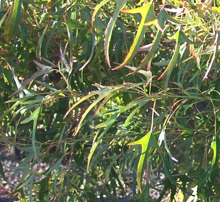 Acer buergerianum 'Mino yatsabusa' - mapleridgenursery