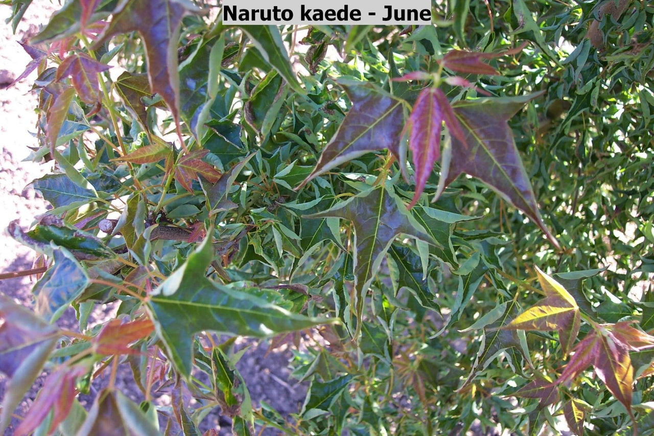 Acer buergerianum 'Naruto kaede' - mapleridgenursery