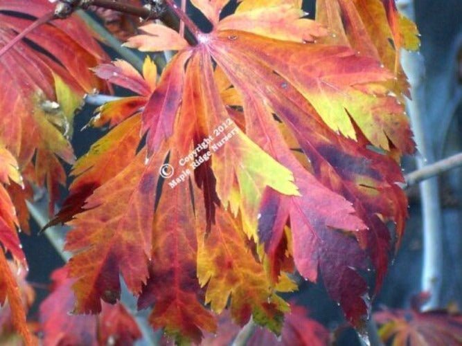 Acer japonicum 'Aconitifolium' - mapleridgenursery